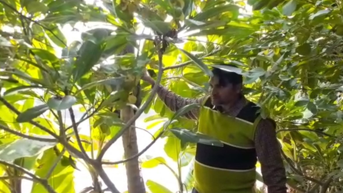 महिला ने अपने खेत में बनाया आईलैंड (फोटो आजतक)