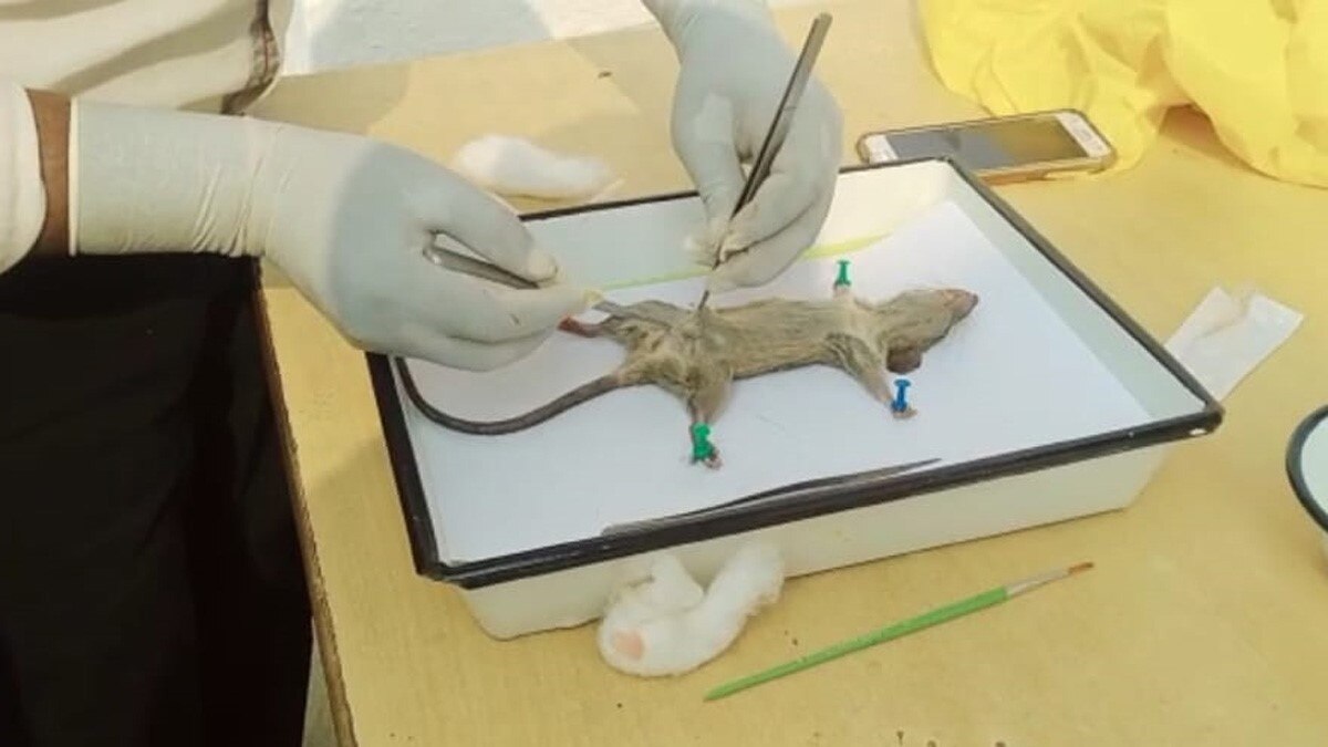  200 साल पुरानी बीमारी स्क्रब टाइफस फिर से लोगों में फैलने लगी  (फोटो आजतक)