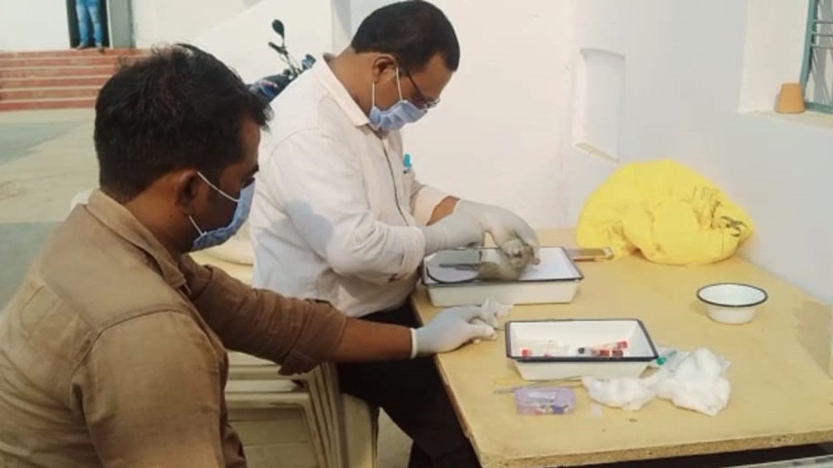 200 साल पुरानी बीमारी स्क्रब टाइफस फिर से लोगों में फैलने लगी  (फोटो आजतक)