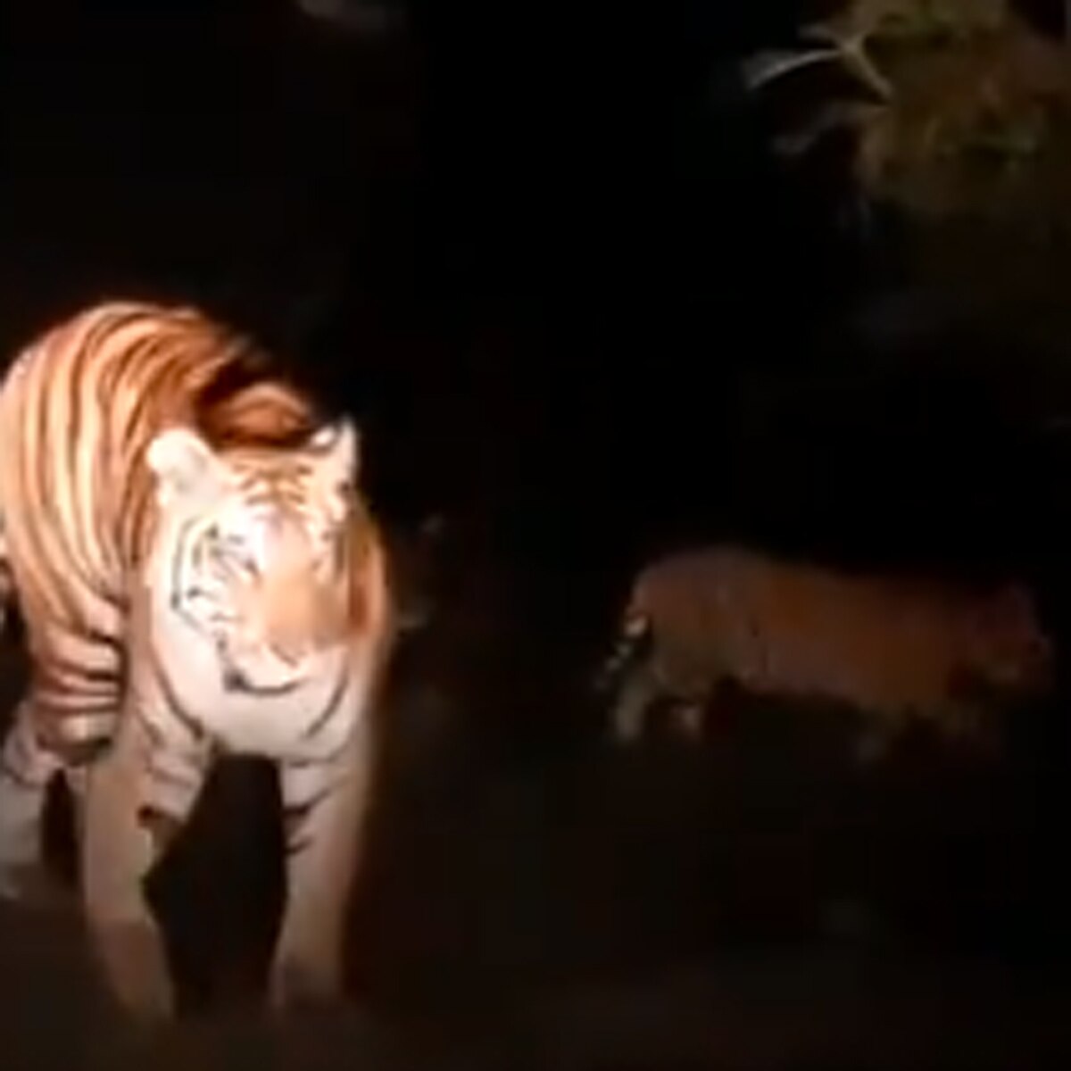 मादा टाइगर