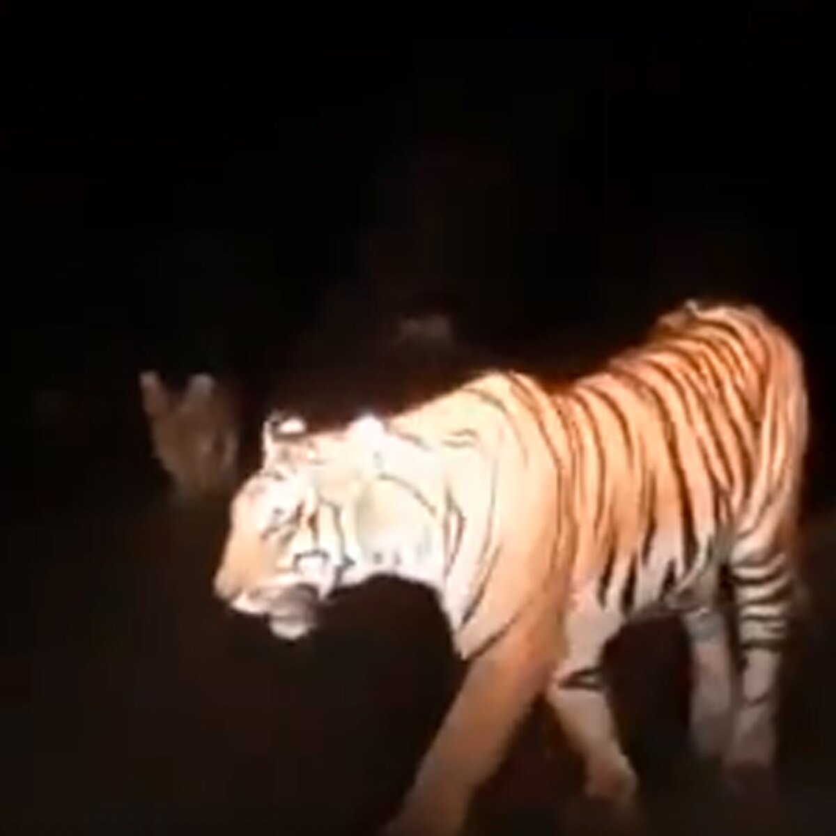 मादा टाइगर