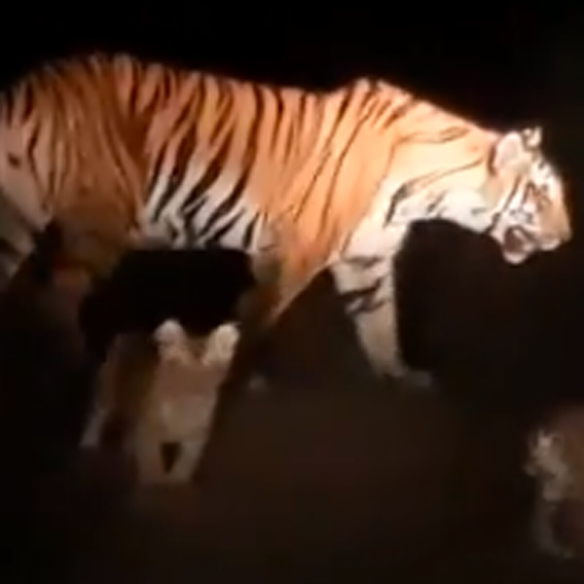 मादा टाइगर