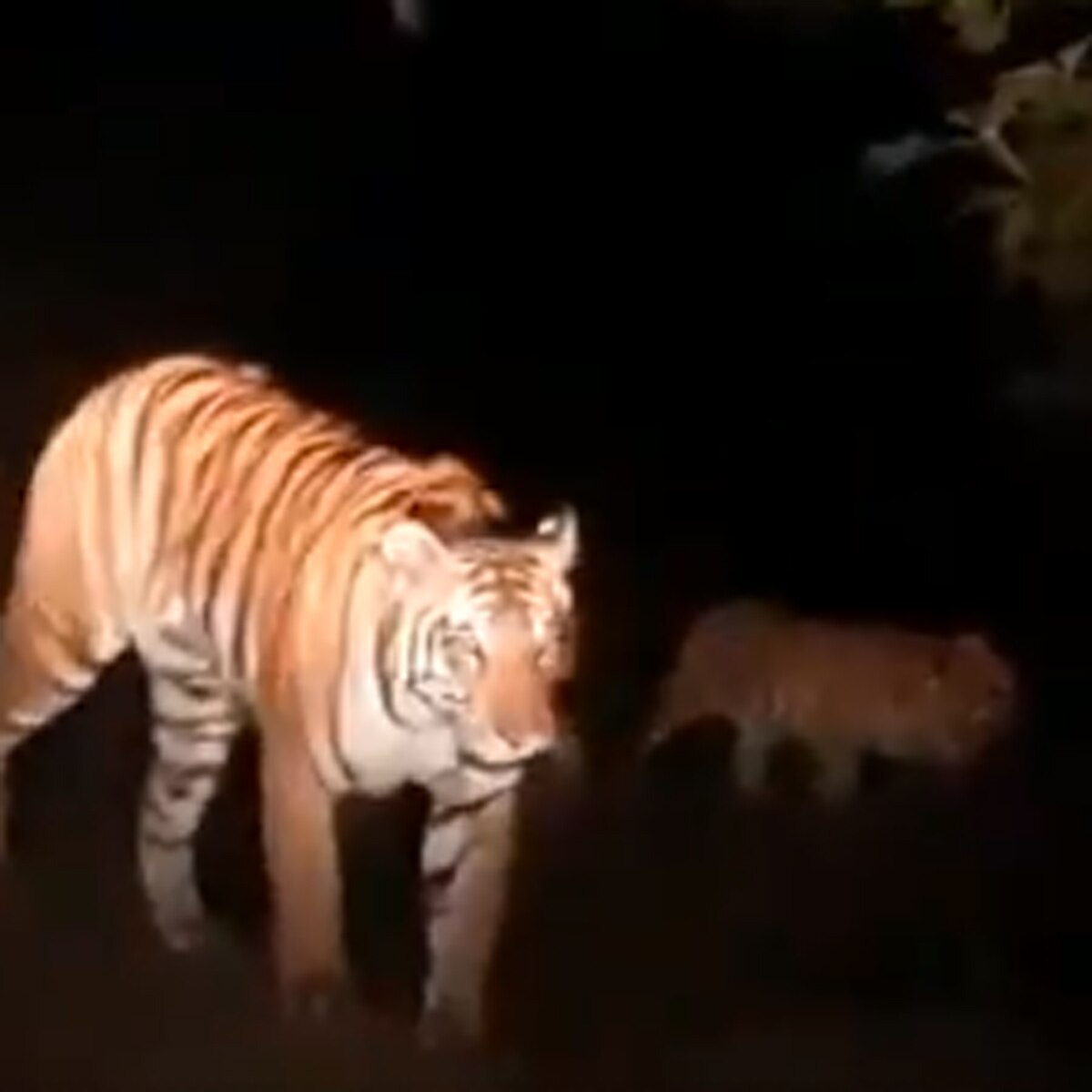 मादा टाइगर