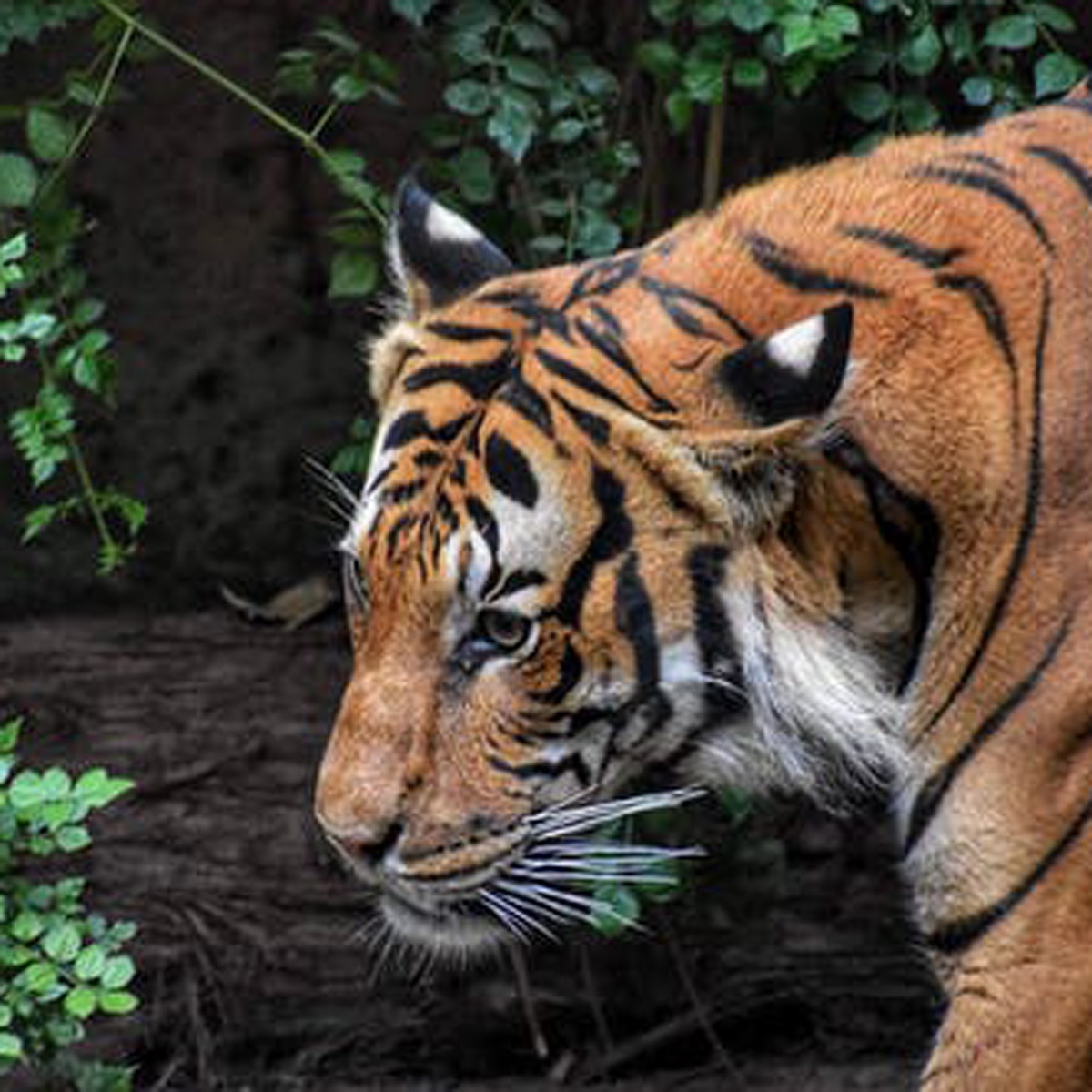 प्रतीकात्मक तस्वीर