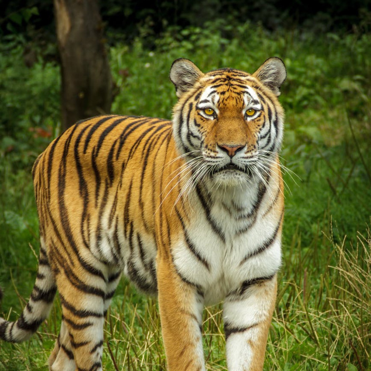 प्रतीकात्मक तस्वीर