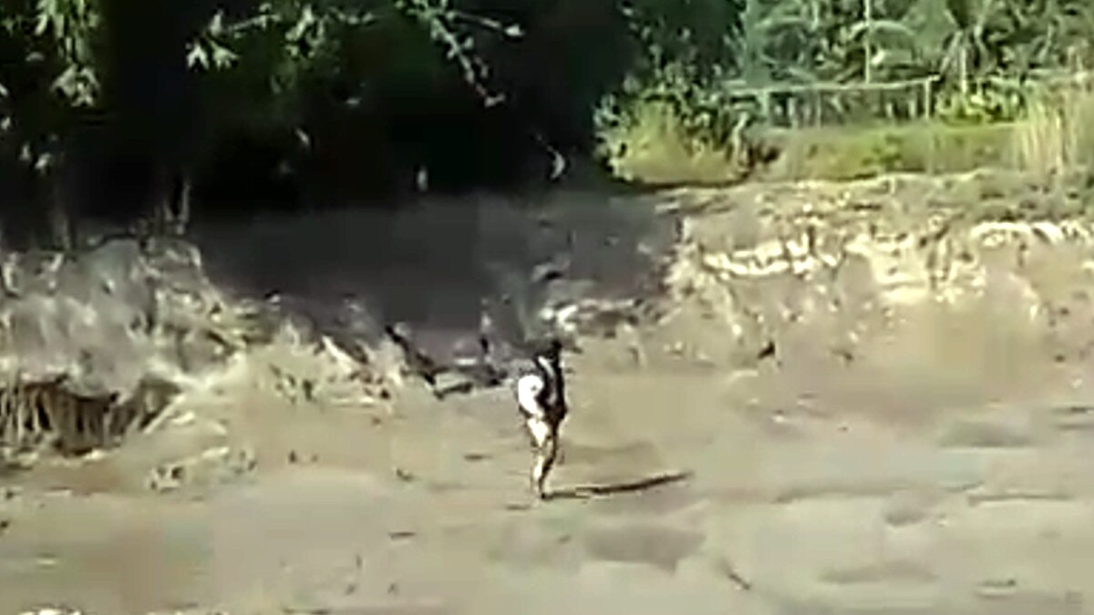  टाइगर ने किया 3 लोगों पर किया अटैक, सोशल मीडिया पर वायरल हुआ लाइव वीडियो 