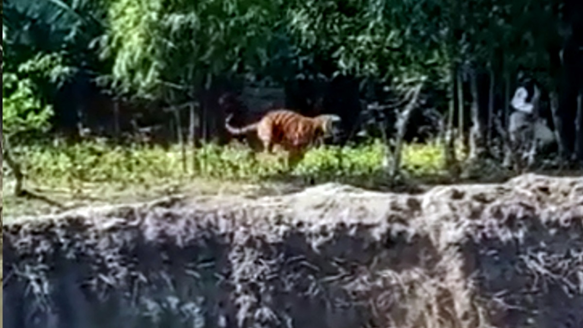  टाइगर ने किया 3 लोगों पर किया अटैक, सोशल मीडिया पर वायरल हुआ लाइव वीडियो 