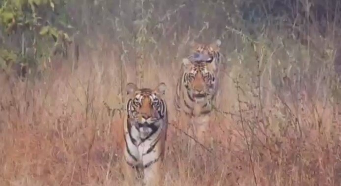 चूरना में टूरिस्टों को दिखी टाइगर फेमली.