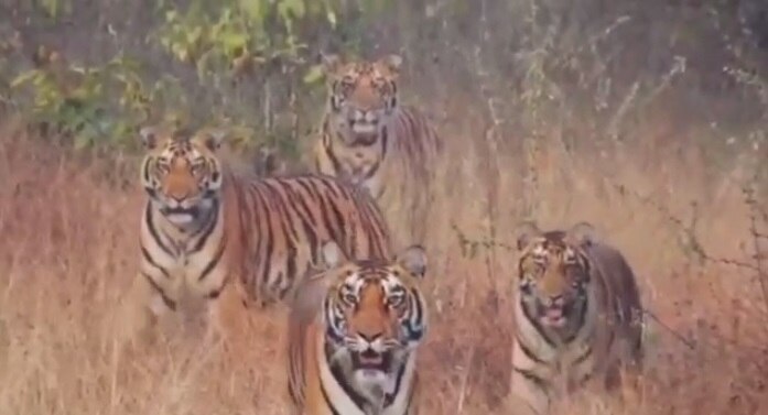 अचानक फॉरेस्ट चेकपोस्ट केम्पस में आ गया टाइगर.