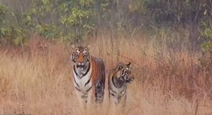 चौकी पर तैनात वनरक्षक चौकी के कमरों में छुपे.