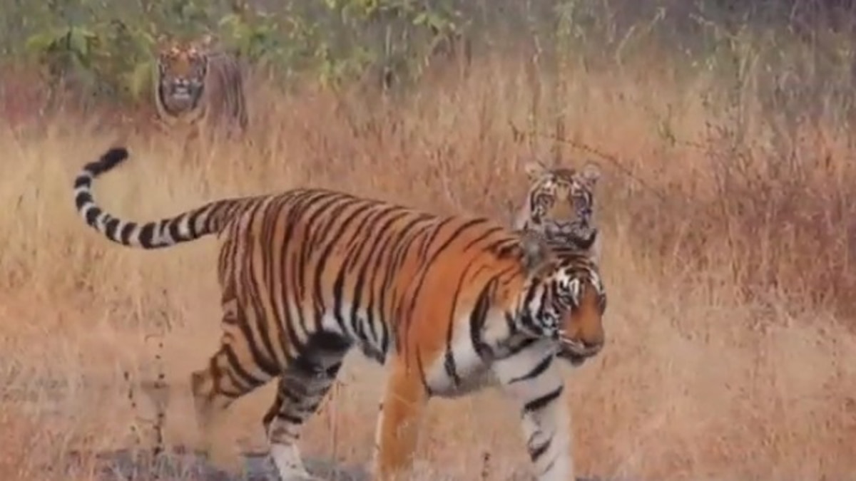 अचानक फॉरेस्ट चेकपोस्ट केम्पस में आ गया टाइगर.