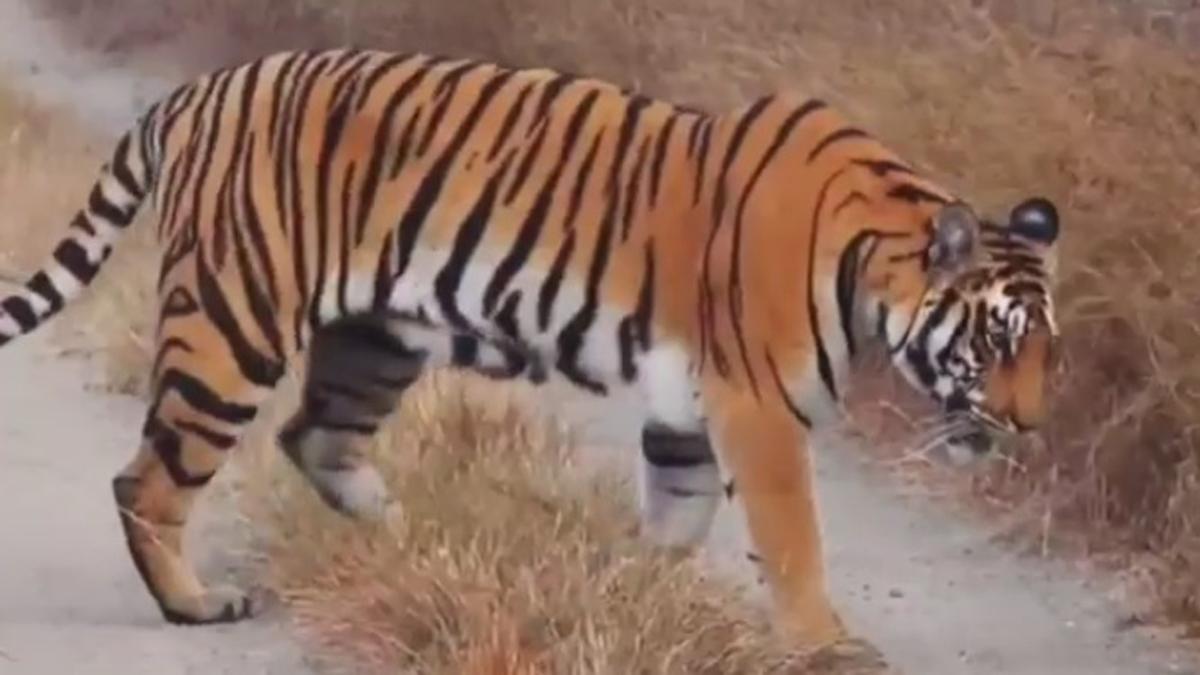 करीब आधे घण्टे चेकपोस्ट पर चहल कदमी करता रहा टाइगर.