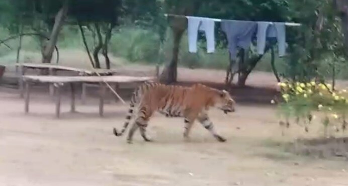 चौकी पर तैनात वनरक्षक चौकी के कमरों में छुपे.