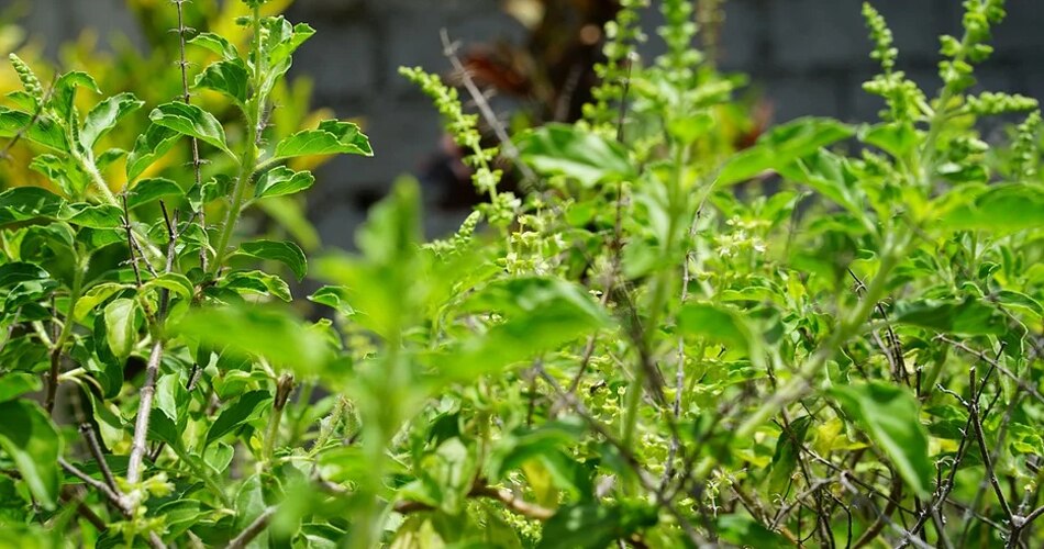 तुलसी पूजा