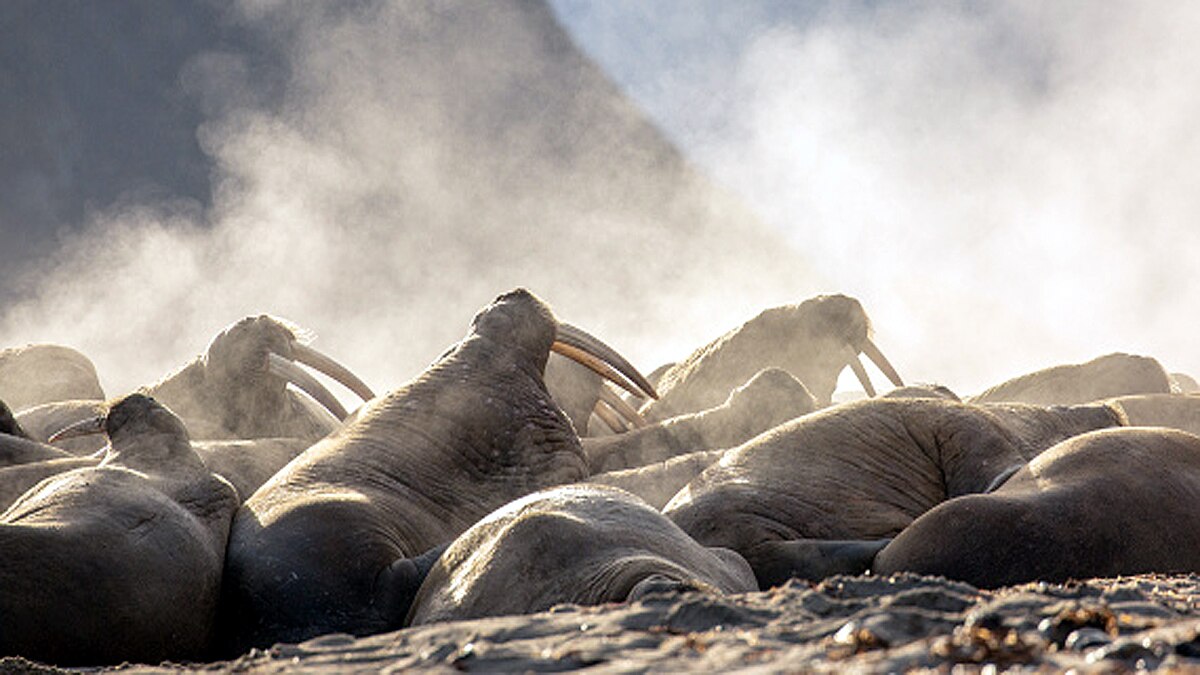 Huge Walrus Colony found in Arctic Circle