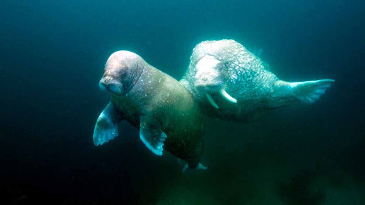 Huge Walrus Colony found in Arctic Circle