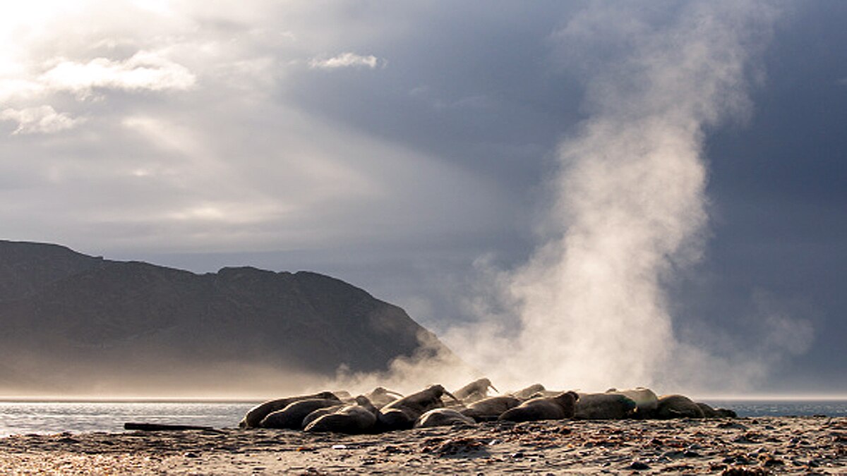 Huge Walrus Colony found in Arctic Circle