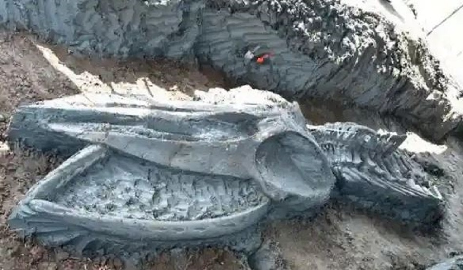 5,000 साल पुराने व्हेल का कंकाल