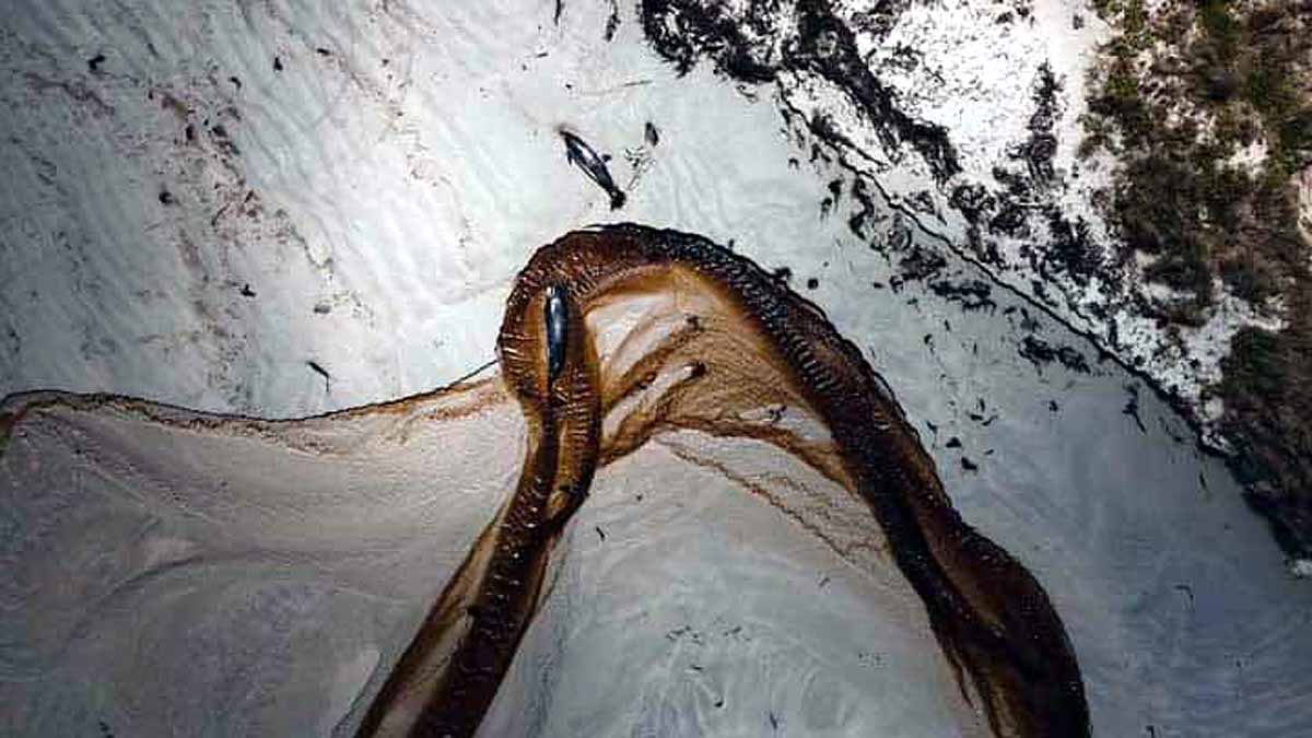 Whales dolphins dead after mass stranding in New Zealand