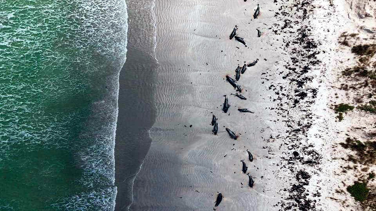 Whales dolphins dead after mass stranding in New Zealand