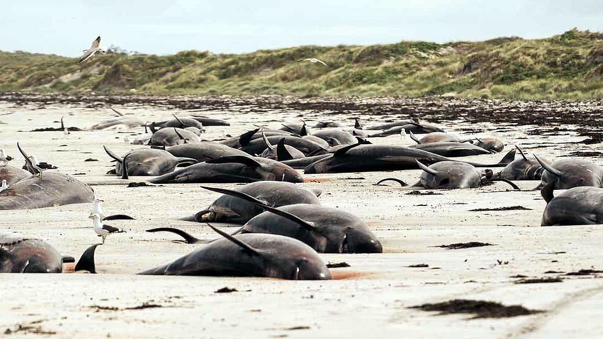Whales dolphins dead after mass stranding in New Zealand