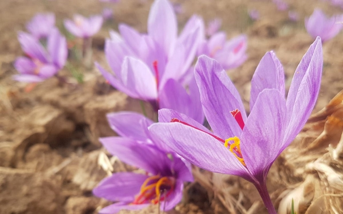 कश्मीर में होती है दुनिया की सबसे महंगी फसल