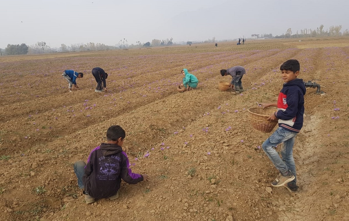 कश्मीर में होती है दुनिया की सबसे महंगी फसल