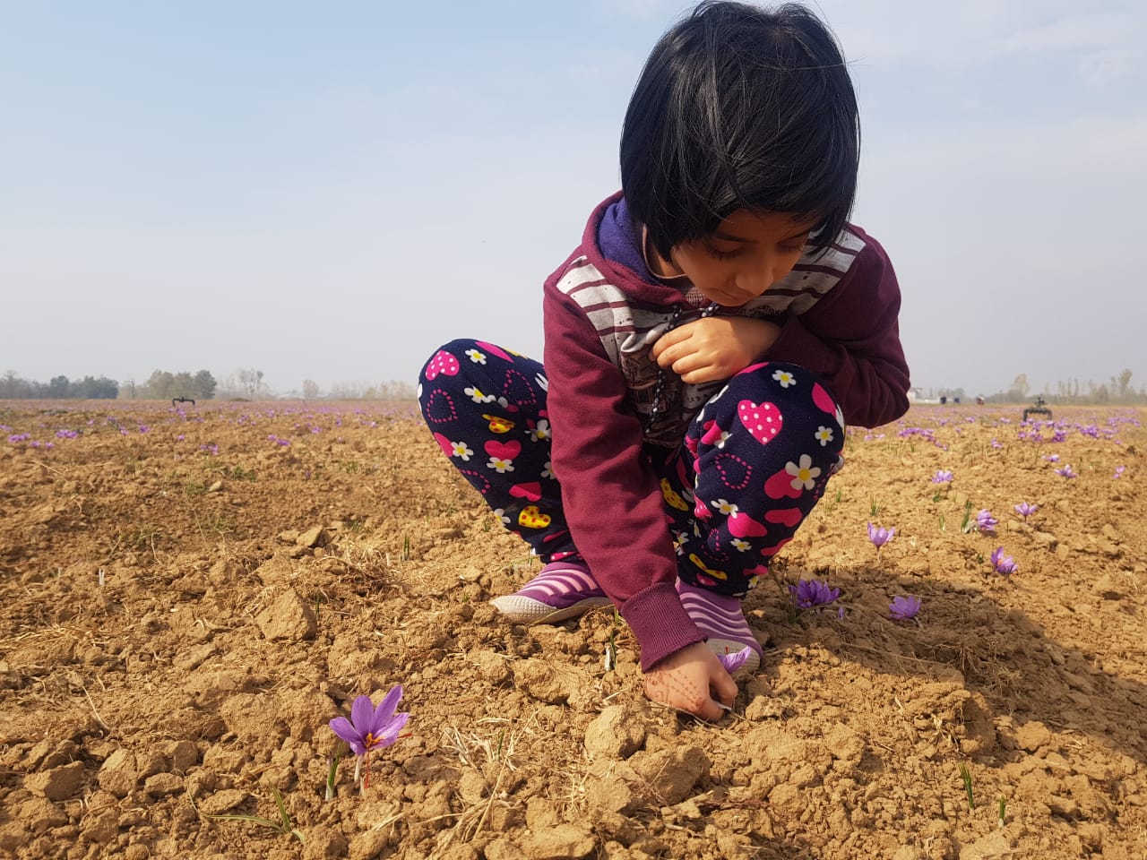 कश्मीर में होती है दुनिया की सबसे महंगी फसल