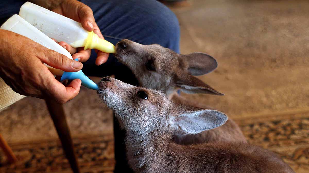 Forest Fire threatens 4400 Species on Earth