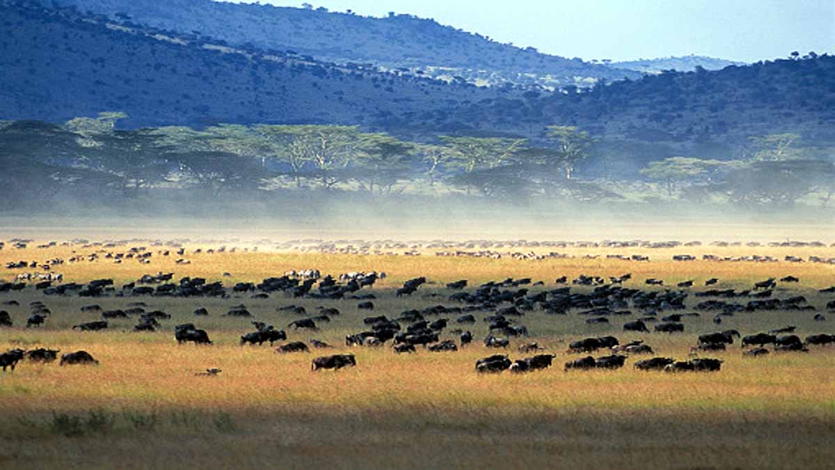 Forest Fire threatens 4400 Species on Earth