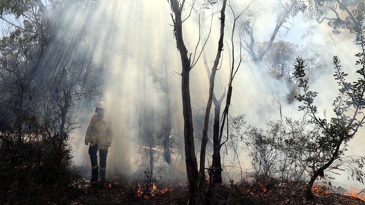 Forest Fire threatens 4400 Species on Earth