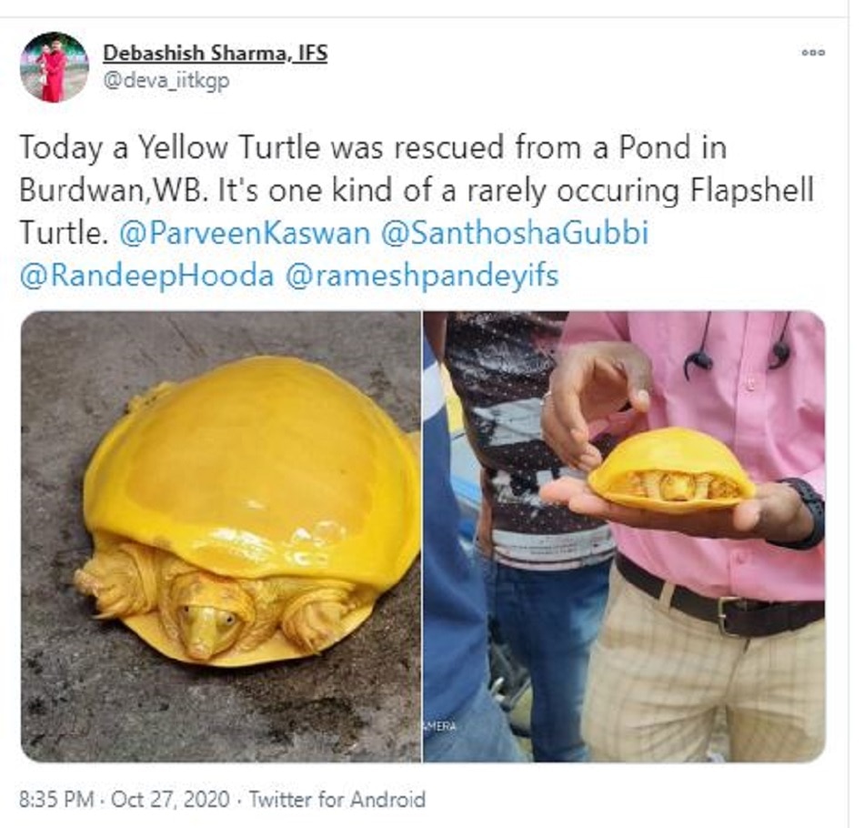 yellow turtle