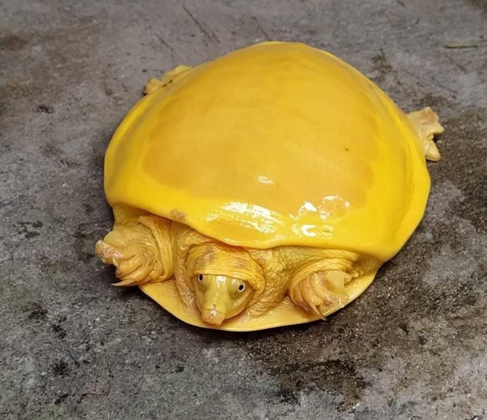 yellow turtle