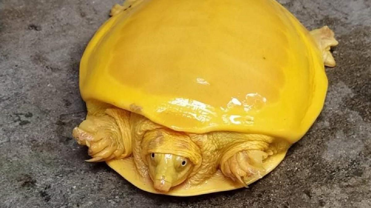 yellow turtle