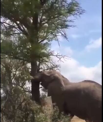 गुस्साए हाथी ने सिर्फ 38 सेकंड में उखाड़ दिया पेड़