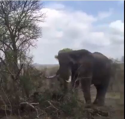 गुस्साए हाथी ने सिर्फ 38 सेकंड में उखाड़ दिया पेड़