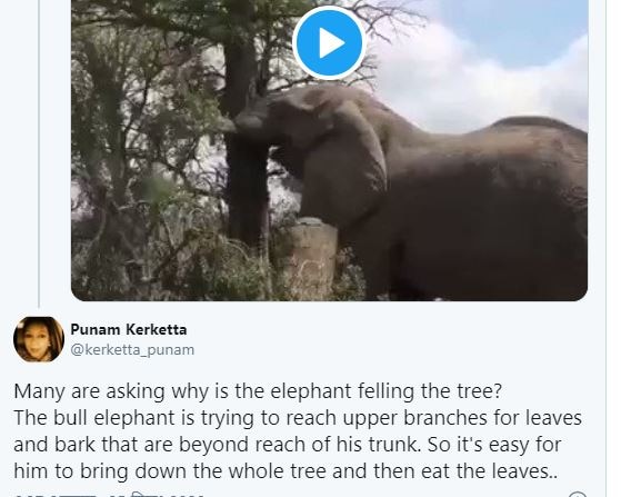 गुस्साए हाथी ने सिर्फ 38 सेकंड में उखाड़ दिया पेड़