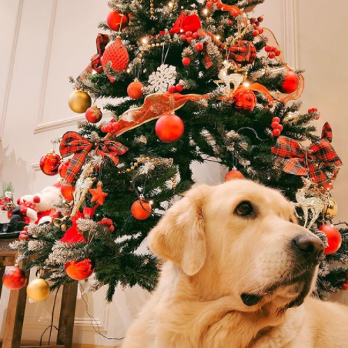 एरिका फर्नांडिस