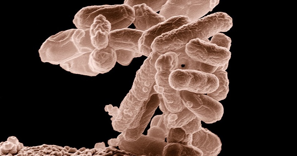 टॉन्सिल स्टोन