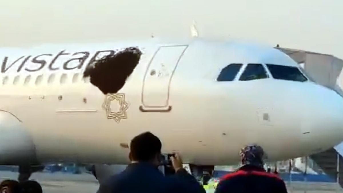 Swarm of Bees On Air Vistara Plane in Kolkata Airport