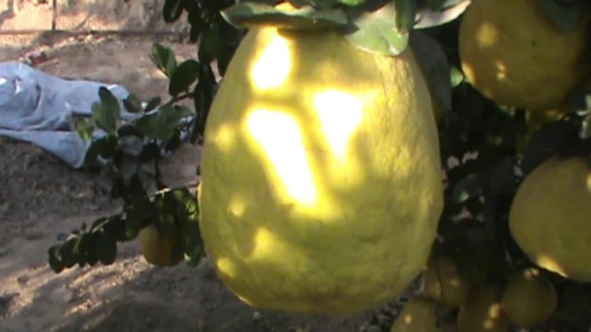 ढाई किलो का नींबू