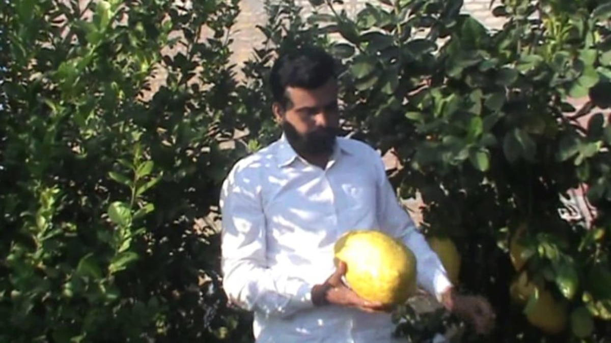 किसान ने उगाए तरबूज के आकार के नींबू.