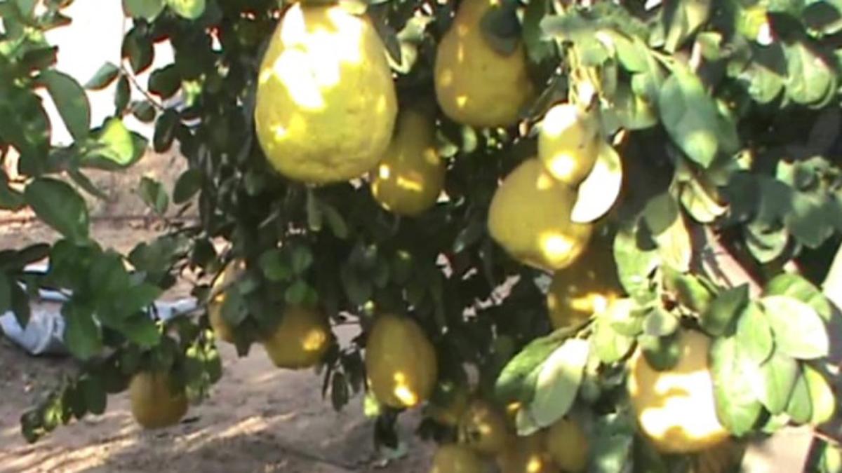 तरबूज के आकार के नींबू उगा रहा एक किसान.