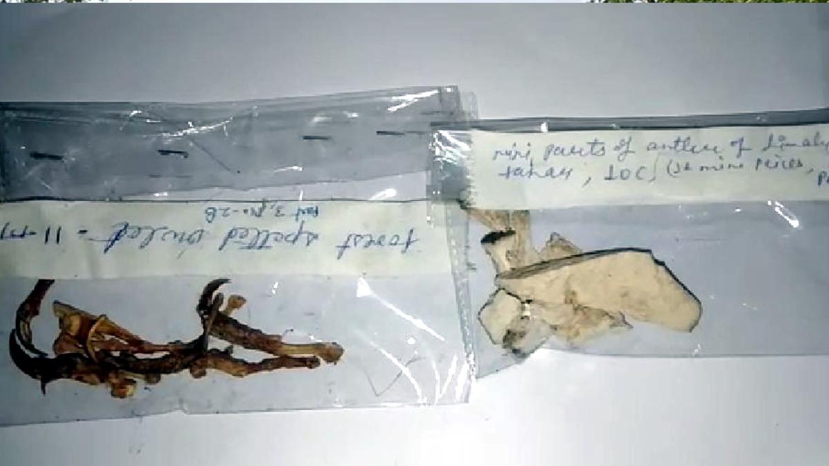 दुर्लभ जानवरों के अंग.