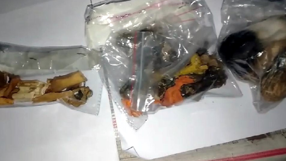 पंसारी की दुकान पर बिकते मिले दुर्लभ जानवरों के अंग, तांत्रिक क्र‍ियाओं में होते हैं इस्‍तेमाल 