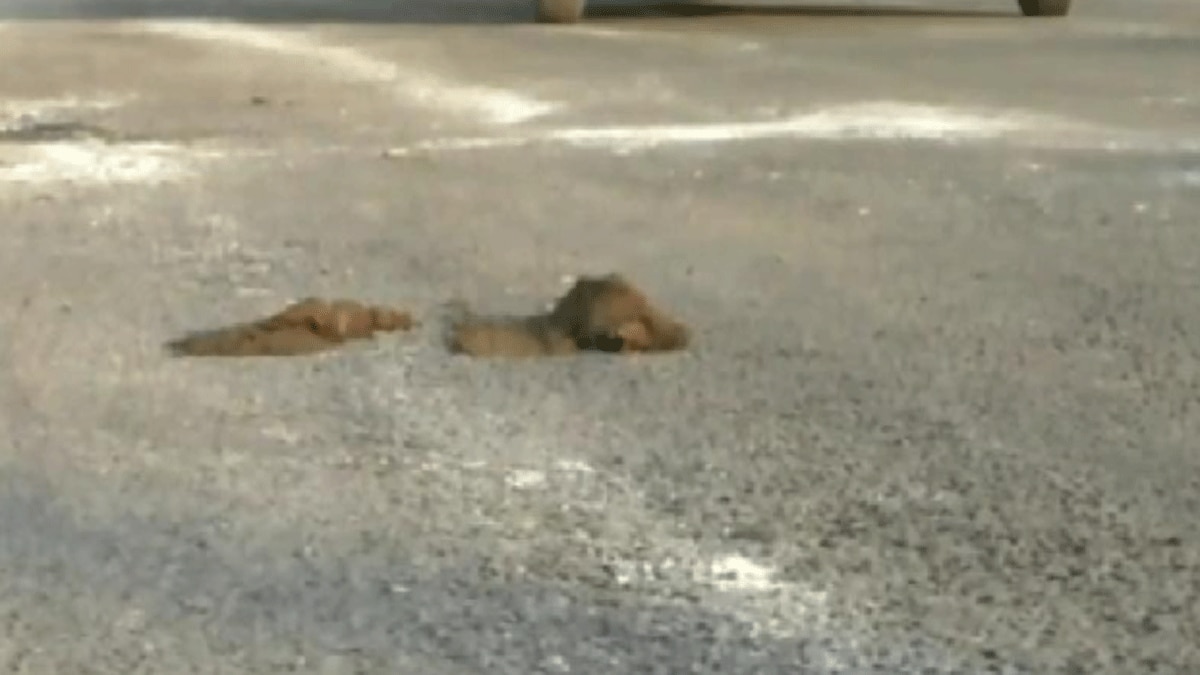 नई सड़क पर भैंस ने किया गोबर (फोटो आजतक)