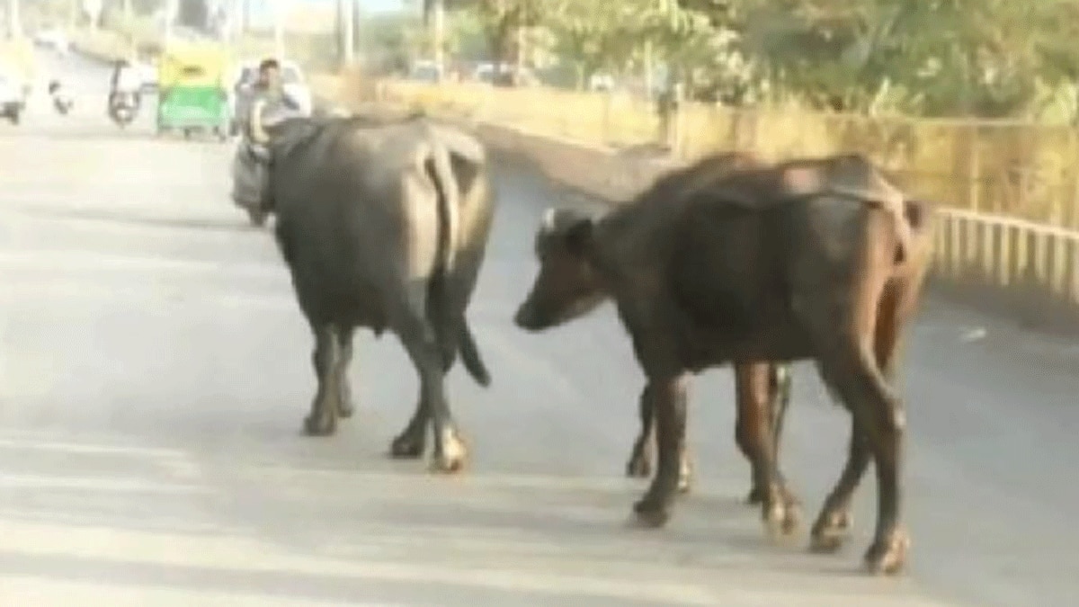 नई सड़क पर भैंस ने किया गोबर (फोटो आजतक)