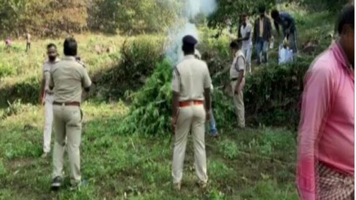  गांजे की खेती