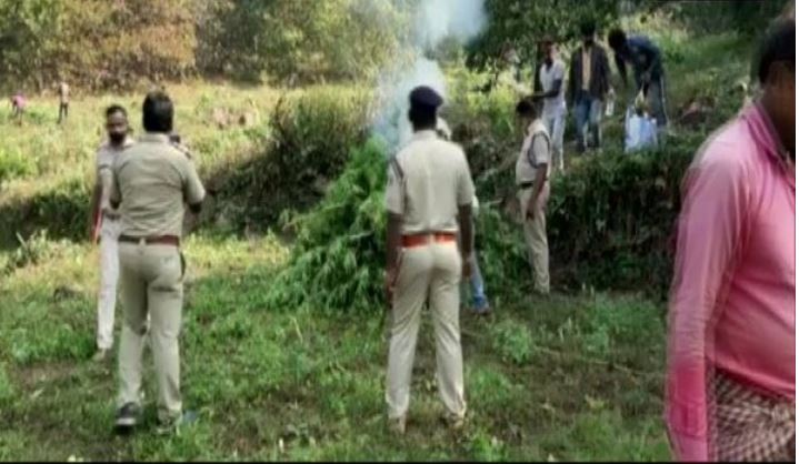 गांजे की खेती