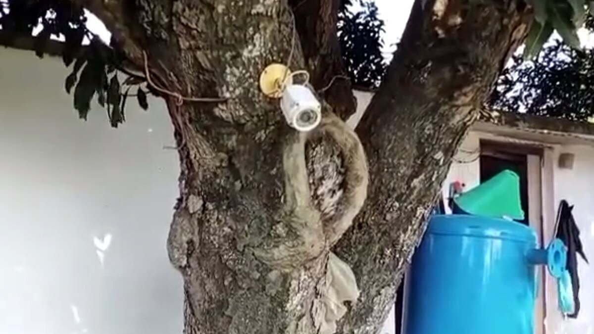 झारखंड का हाइटेक किसान, सीसीटीवी से कर रहा खेतों की मॉनिटरिंग, मोबाइल से रखता है नजर 